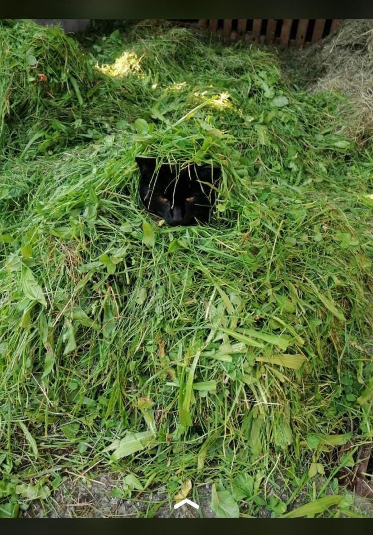 Nussbaumer Am Irrsee Tiefgraben Exterior foto