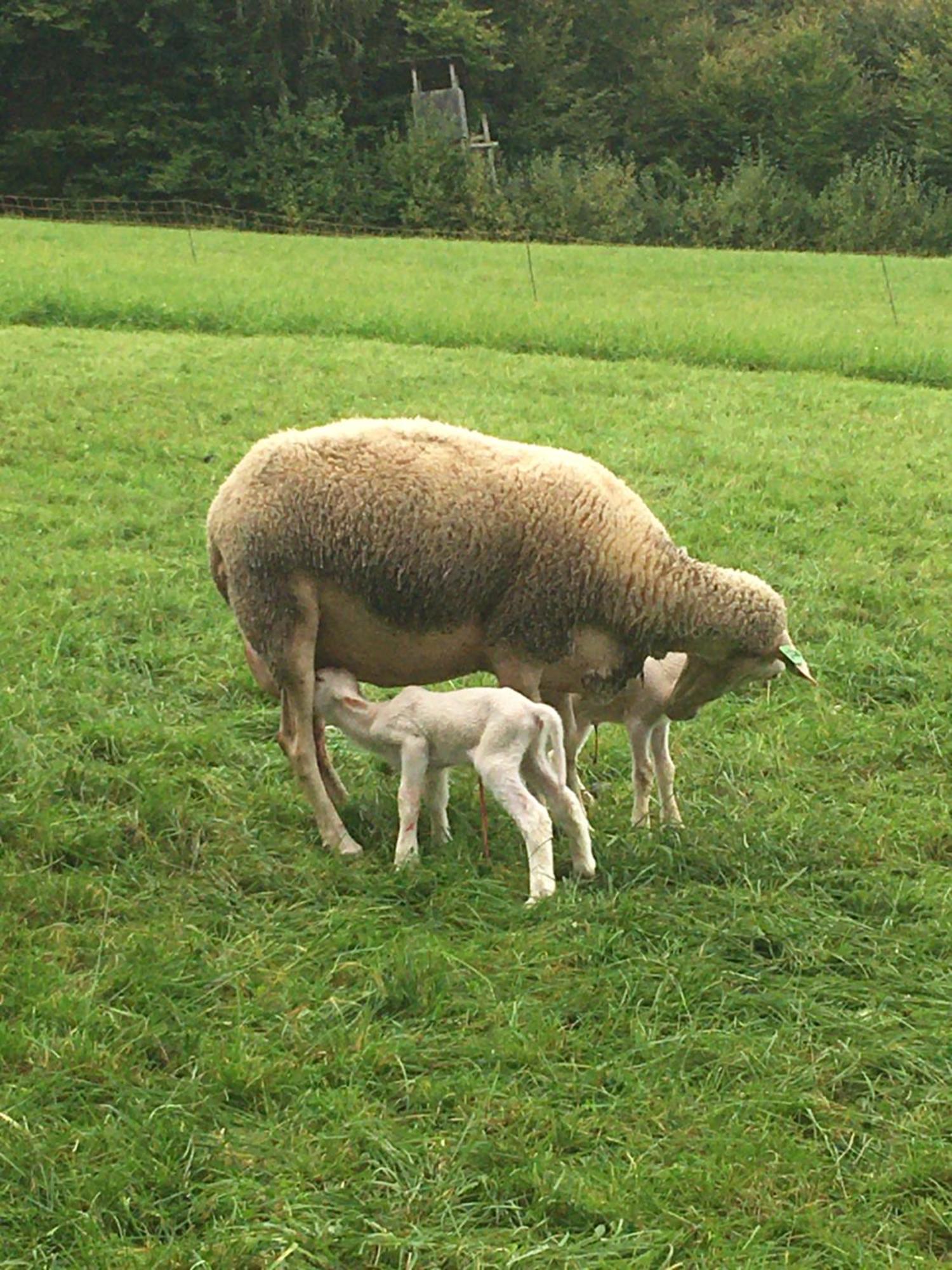 Nussbaumer Am Irrsee Tiefgraben Exterior foto